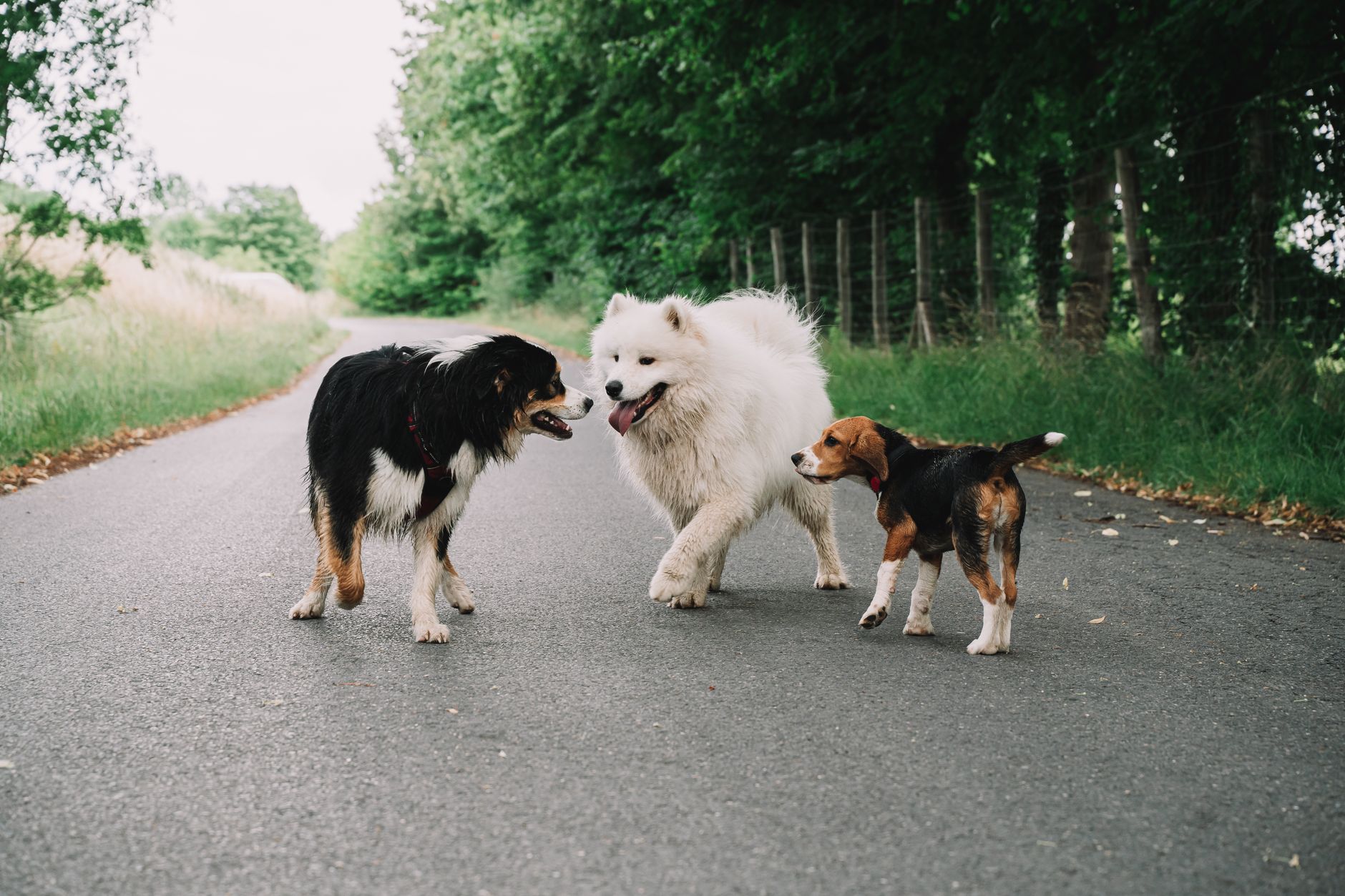Köpeklerde Sosyalleşmenin Önemi