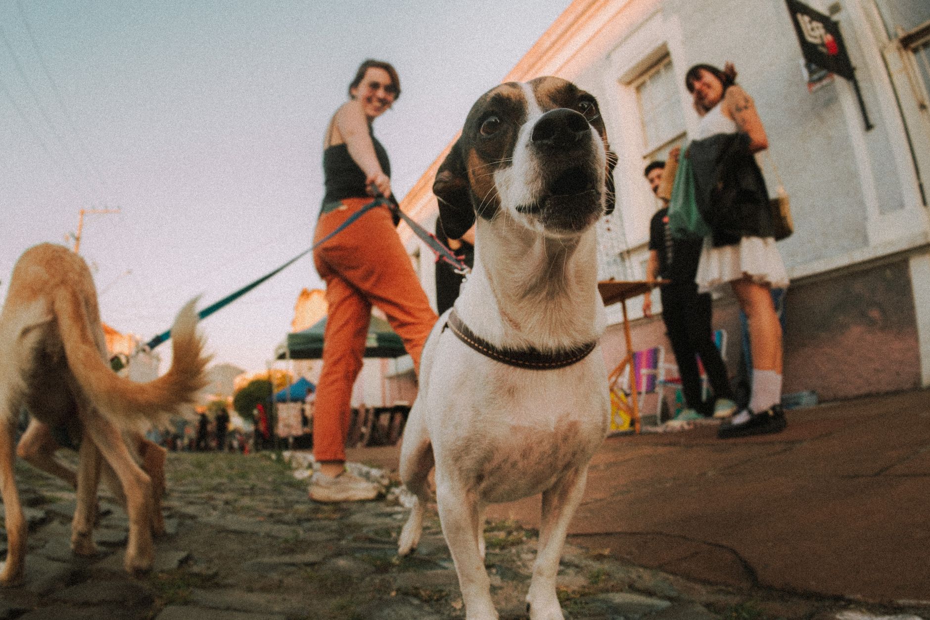 Köpeklerde Sosyalleşmenin Önemi