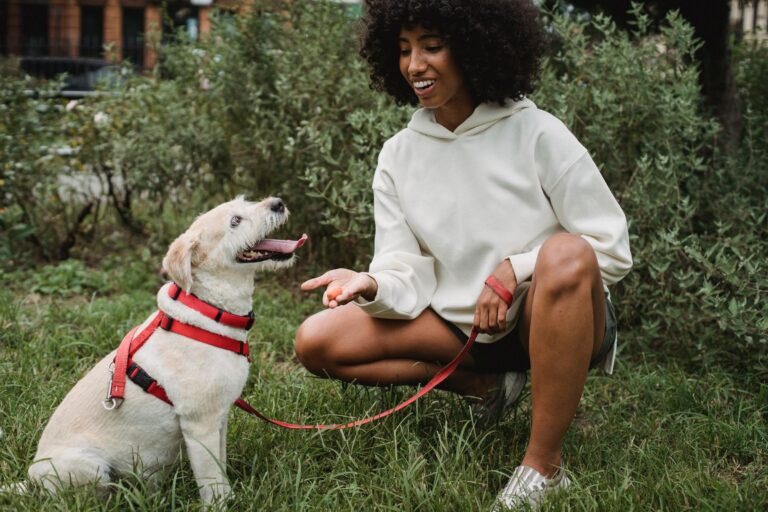 dog training 5255554