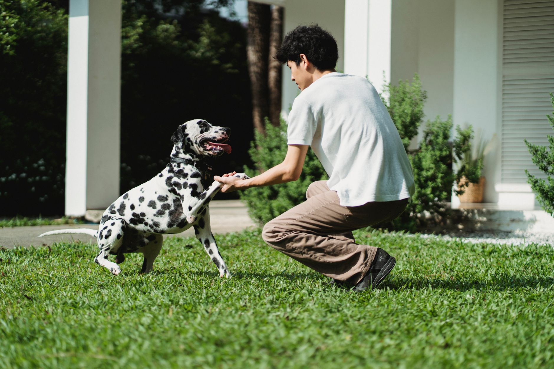 Köpek Eğitimi: Temel Komutlar Nasıl Öğretilir?