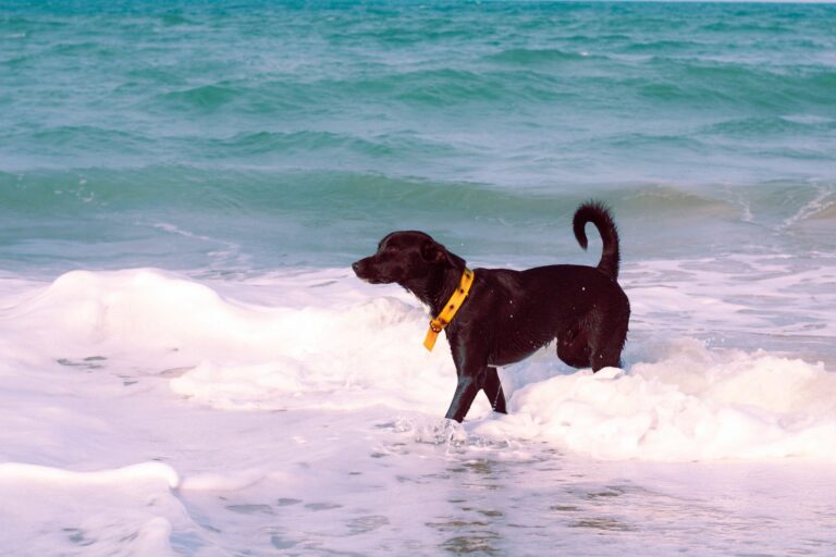 dog water 34669729