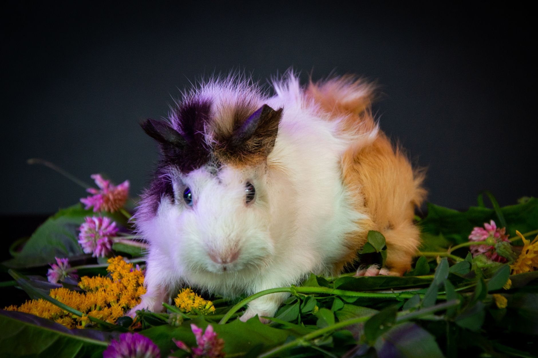 Hamster Bakımı İçin Temel Bilgiler