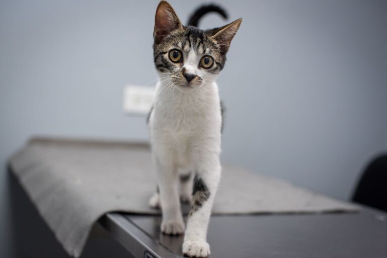 kitten adoption 30577785