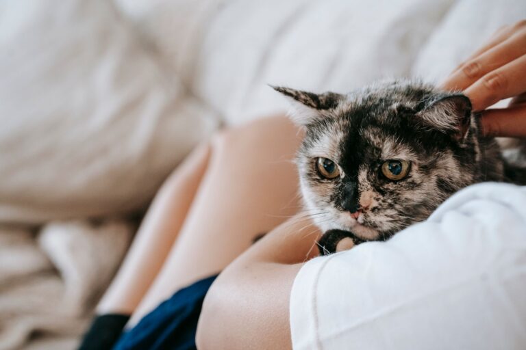 pet allergies 6001380