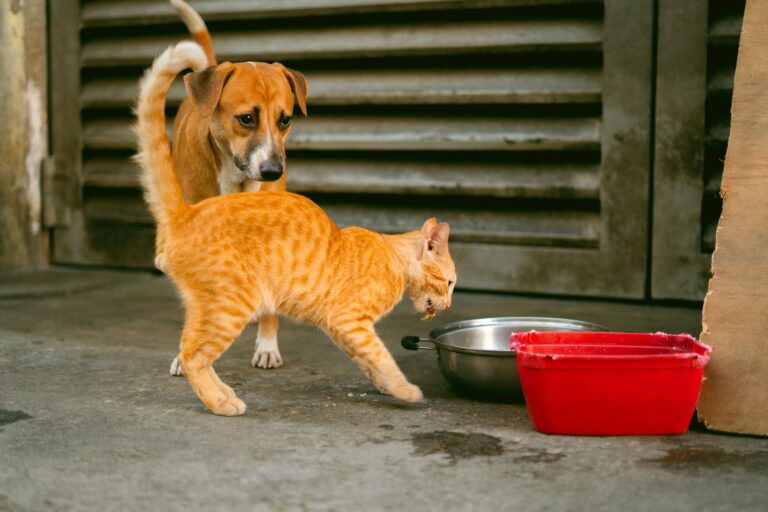 pet choking emergency 20849770