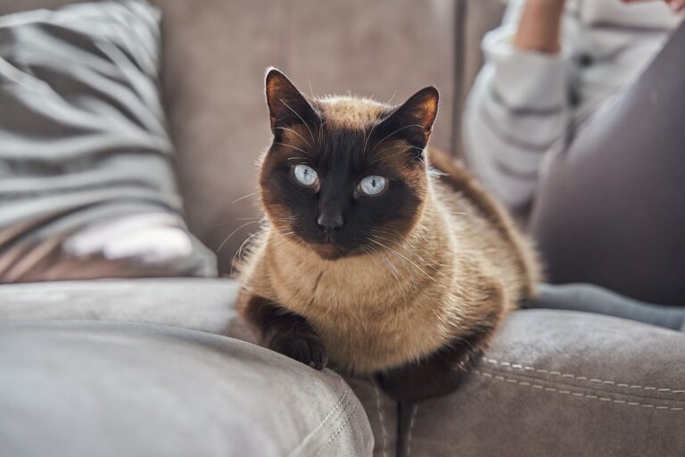 pet diabetes 16295471