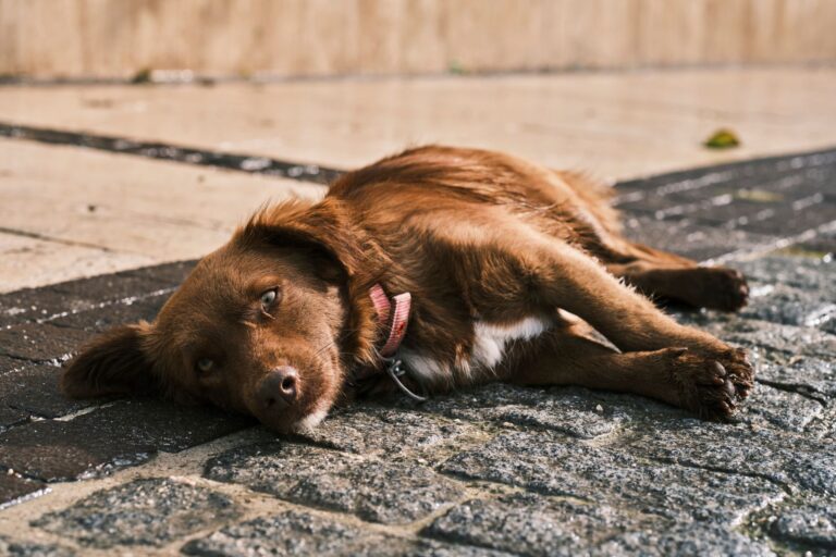 pet first aid 10837540