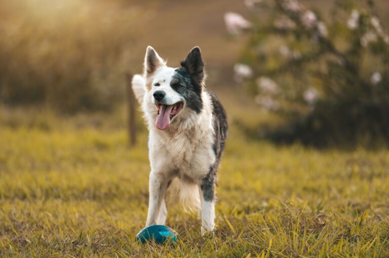 pet joint pain 17655227