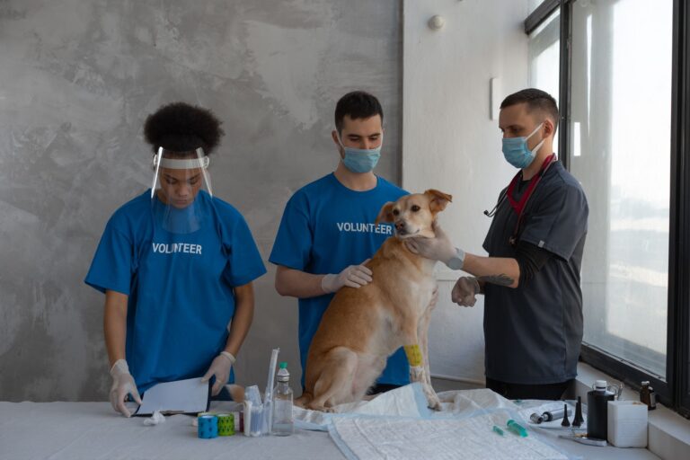pet sterilization 7469215