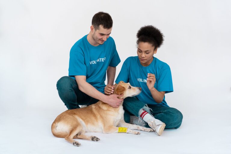 veterinary checkup 7474567