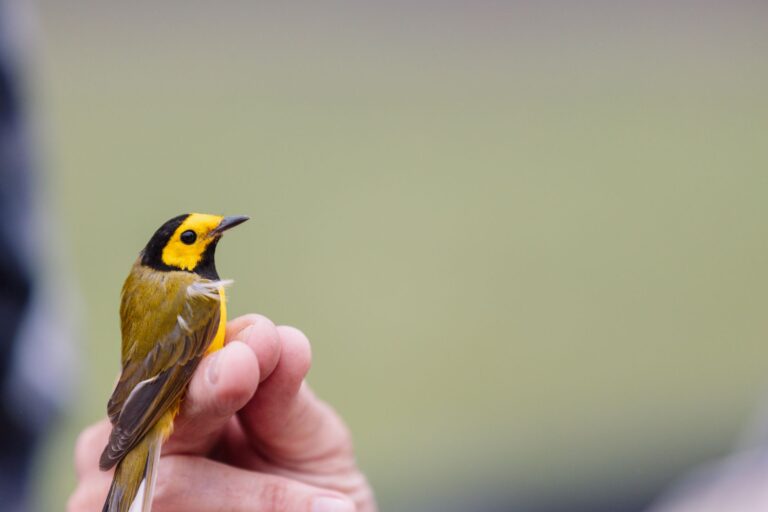 bird vaccination 22134841