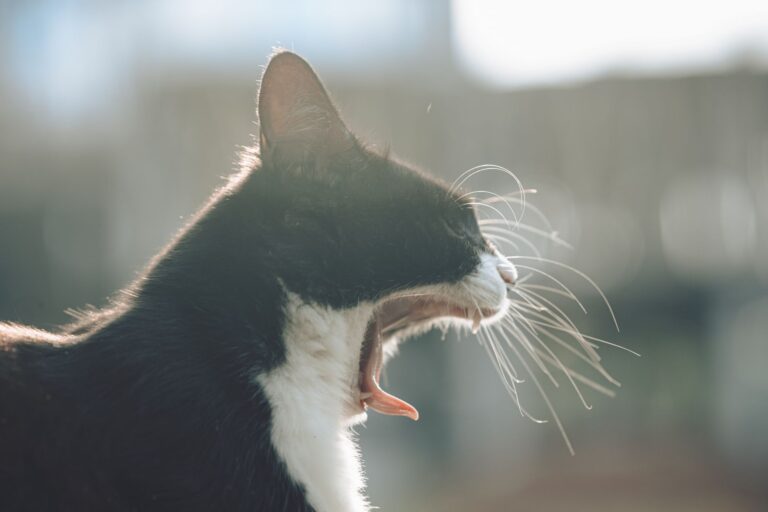 cat sneezing 32688387