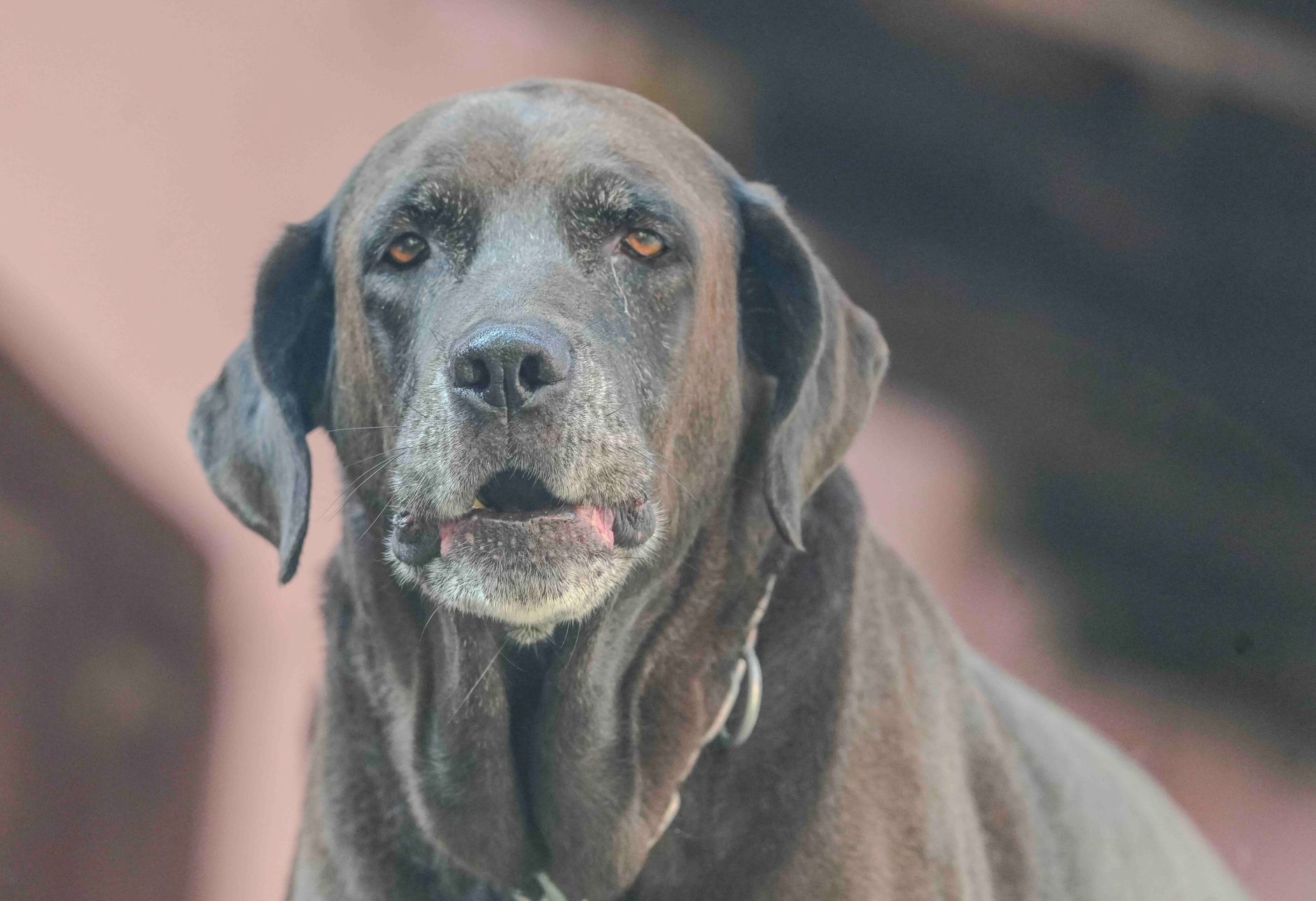 Çikolata Köpekler İçin Neden Tehlikelidir?