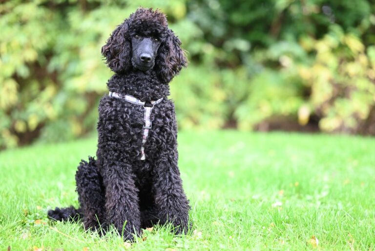 dog breeds 35276199