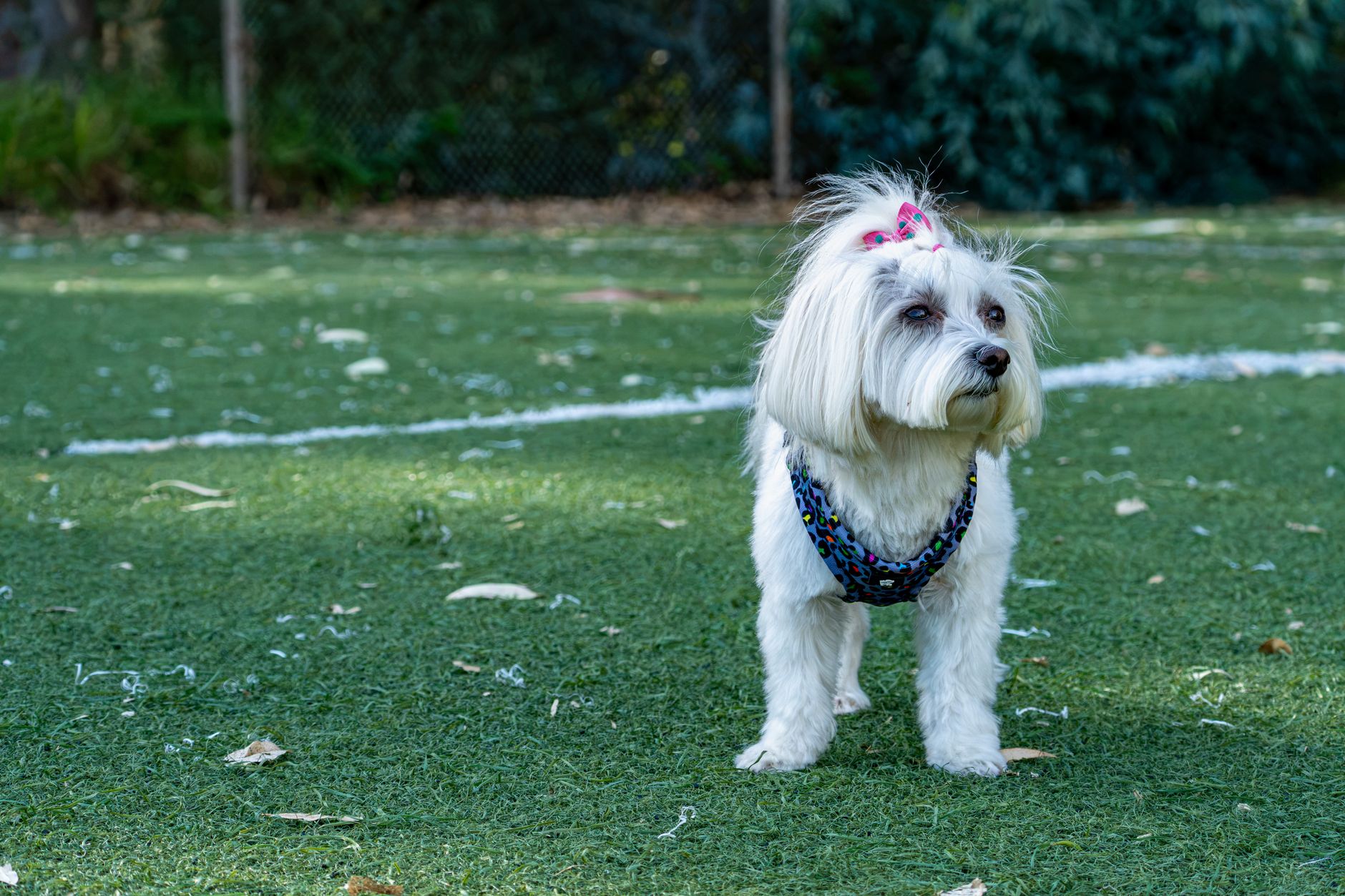 En Çok Tercih Edilen Köpek Irkları ve Özellikleri