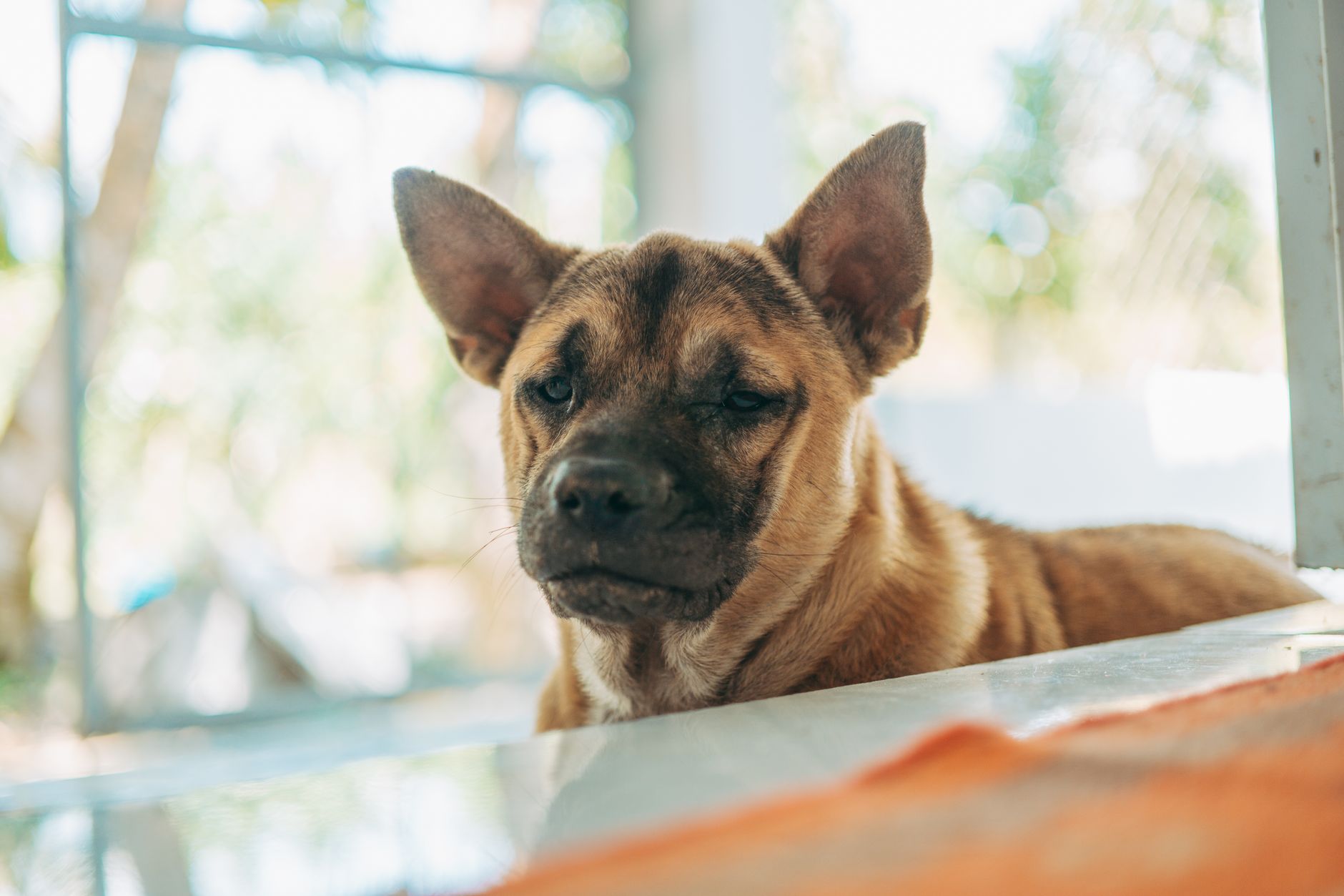 Köpek ve Kedilerde Göz Akıntısı Neden Olur?