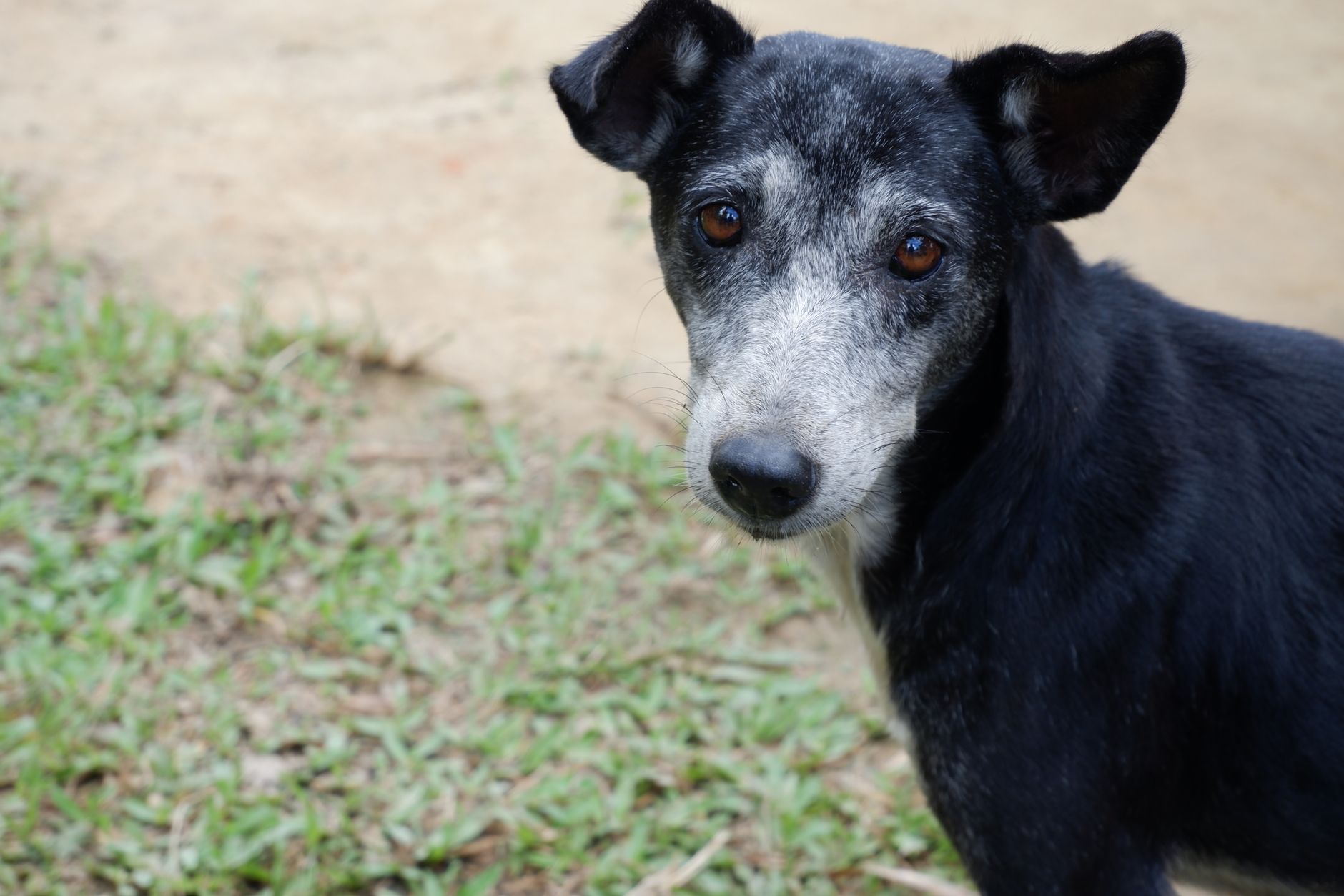 Köpek ve Kedilerde Göz Akıntısı Neden Olur?