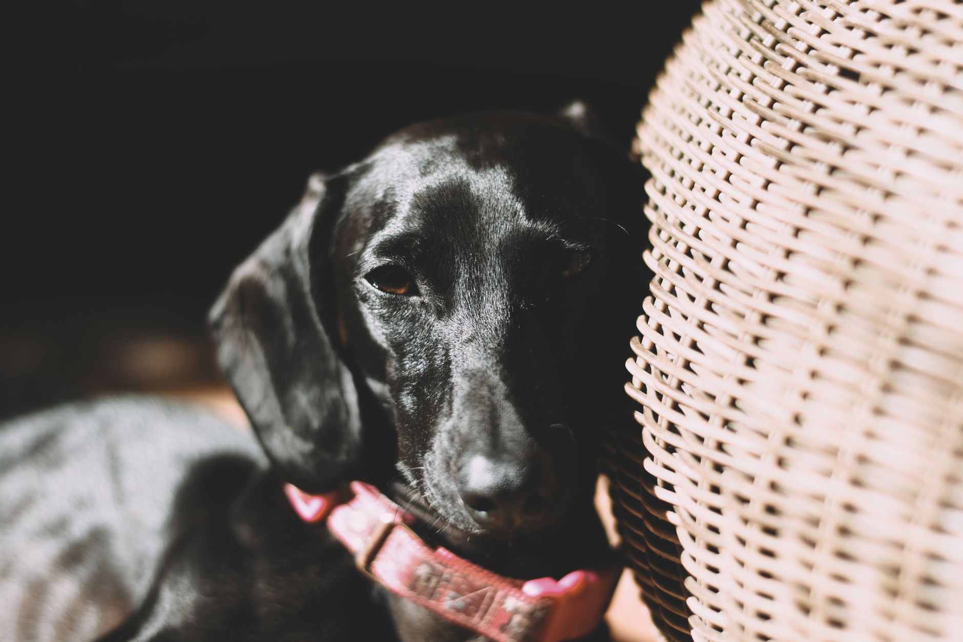 Köpeklerde Kızgınlık Dönemi Nedir?