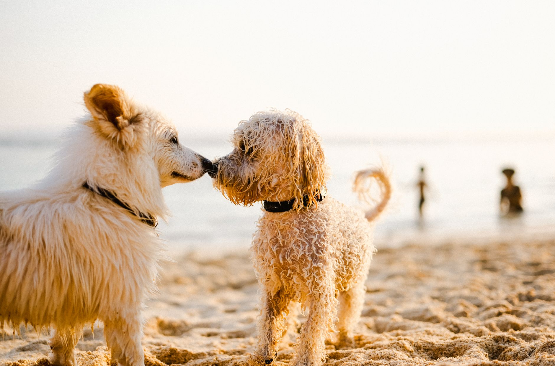 Köpeklerde Kızgınlık Dönemi Nedir?