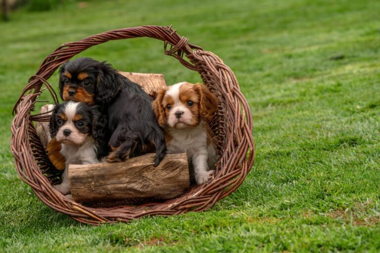 weaning puppy 37103862